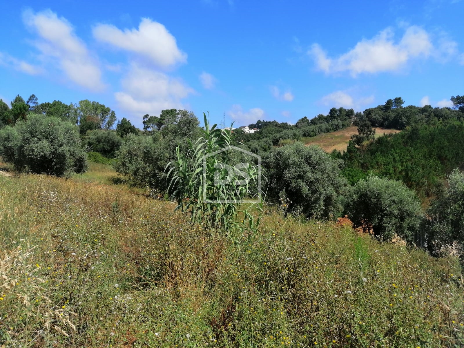 Terreno para Construção  - Santa Eufémia - Boavista